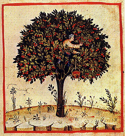 Süßer Kirschbrei mit Wein — Originalseite aus Böhmisches Kochbuch — Kuchařství o rozličných krměch